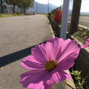 iPhone6sの画像 by midoさん | お出かけ先とコスモスと熊本と後ろ姿とお顔がこんにちはと昼散歩とiPhone6sと光合成と花のある暮らし