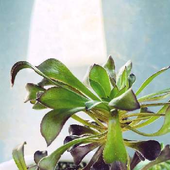 アエオニウム 愛染錦の画像 by gogomasap   さん | アエオニウム 愛染錦とアエオニュウム サンシモンと多肉植物