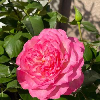 バラ ストロベリーアイスの画像 by AOAさん | 小さな庭とバラ ストロベリーアイスとバラ初心者とお花大好き♡とお気に入り♡とおうち園芸とピンク色の花と花のある暮らしとかわいいな♡