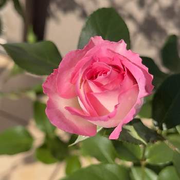 バラ ストロベリーアイスの画像 by AOAさん | 小さな庭とバラ ストロベリーアイスとバラ初心者とお花大好き♡とおうち園芸とピンク色の花と花のある暮らしとかわいいな♡