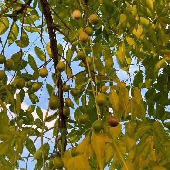 実りの秋の画像 by なきうさぎさん | センダンと黄色い実と実りの秋と加古川とウォーキングと晩秋