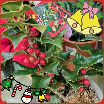クリスマスホーリー の投稿画像一覧 Greensnap グリーンスナップ