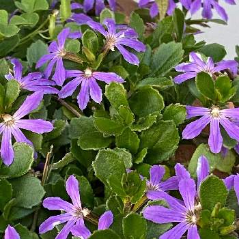 サンクエール ライトブルーの投稿画像一覧 Greensnap グリーンスナップ