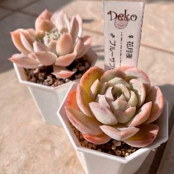 静月の投稿画像一覧 Greensnap グリーンスナップ