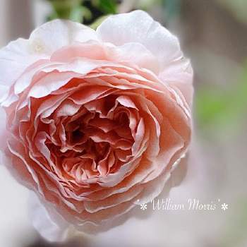 バラ ウィリアムモリスの投稿画像一覧 Greensnap グリーンスナップ