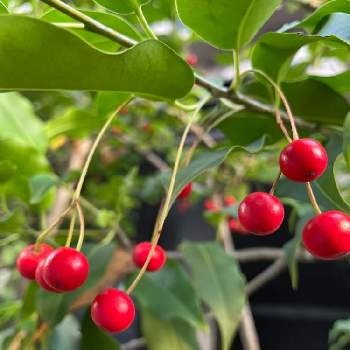 可愛い木の実の画像 by はなピッチさん | ソヨゴと木の実と樹木の実と赤い実と可愛い木の実