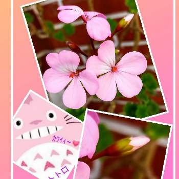 となりのトトロの画像 by CHACHAさん | ピンク ぴんく Pinkと金曜日の蕾たちとトトロとちっちゃいものクラブとピンクワールドへ ようこそとピンク色のお花ととなりのトトロとピンクが好き❣と19日はピンクの日!と部分月食2021