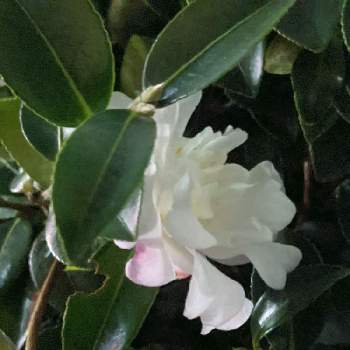 サザンカ 朝倉の投稿画像一覧 Greensnap グリーンスナップ