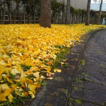 秋空の画像 by ケニチさん | 公園と秋空と黄葉と銀杏の木