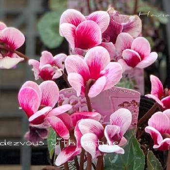 ガーデンシクラメン・ゴブレットの画像 by ハナコさん | お出かけ先とガーデンシクラメン・ゴブレットとピンクのお花と街歩き