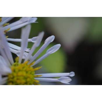 箱庭に咲く花11月の画像 by 我楽多さん | 小さな庭とオビトケノコンギクとOLY 30mm F3.5 MacroとOM-D E-M1Ⅱと箱庭に咲く花11月
