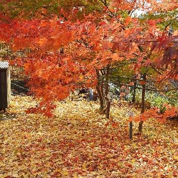 イチョウの葉の画像 by まっさんno.1さん | お出かけ先と綺麗〜❤️とひららとイチョウの葉とGS映えとカエデの郷とドライブ♡とイロハモミジ❣️とウオーキング