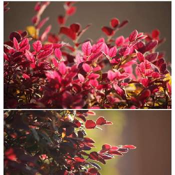 ご近所さんの庭先の画像 by いかみみさん | お出かけ先とベニバナトキワマンサクと紅葉（こうよう）とご近所さんの庭先