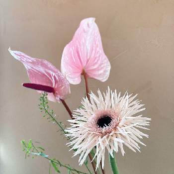 アンスリウム　ピンクの画像 by lasfloresMariさん | 窓辺と美しい花と癒しの空間と花のある暮らしと19日はピンクの日!と幸せな時間とアンスリウム　ピンクとタラスピ・オファリムとガーベラ スパイダー咲
