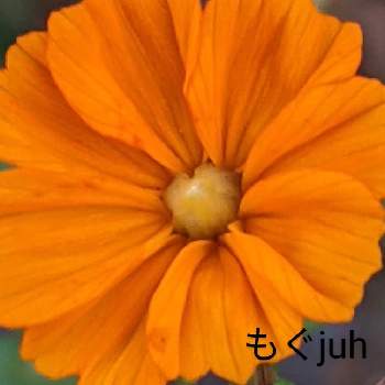 キバナコスモスのお花の画像 by もぐjuhさん | 広い庭とプランターと花色とお顔がこんにちはとGoogle Pixel5と橙色のお花とキバナコスモスのお花と花いろいろと君も花が好きなのかと元気に育ててますよと拡大撮影
