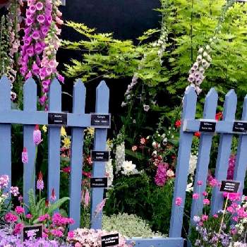 チェルシーフラワーショーの投稿画像一覧 Greensnap グリーンスナップ