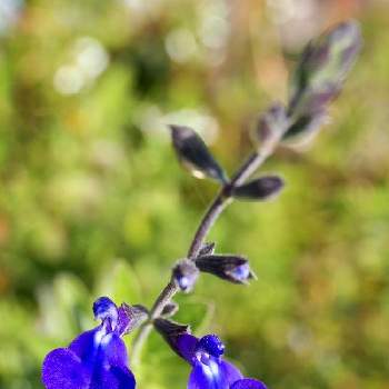 宿根サルビアブルーノートの投稿画像一覧 Greensnap グリーンスナップ