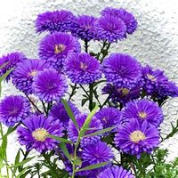 スマホ撮影,紫のお花,お花のある暮らし,おうち園芸,八重の孔雀アスターの画像