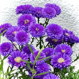 スマホ撮影,紫のお花,お花のある暮らし,おうち園芸,八重の孔雀アスターの画像