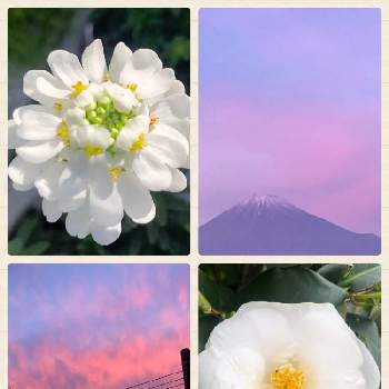 夕暮れの富士山の画像 by ほたるぶくろさん | お出かけ先とイベリスと白ツバキと白い花と癒されてと綺麗なお花をありがとう＊と夕暮れの富士山
