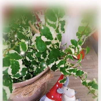  プミラの画像 by mayuさん | 部屋と観葉植物と植物のある暮らしとクリスマスディスプレイと プミラ