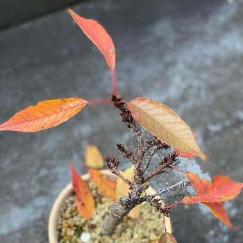葉桜の投稿画像一覧 Greensnap グリーンスナップ