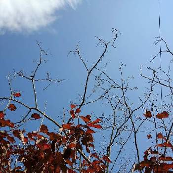 ハナミズキの紅葉。の画像 by ランさん | 千葉県と ネムノキとハナミズキの紅葉。と庭植えと青空の下といやし♪とチームチーバくん