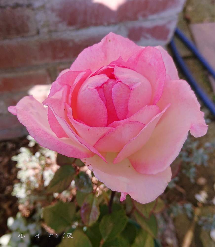 小さな庭の画像 by ＹＵＭＩＫＯさん | 小さな庭と私の癒し♡と薔薇愛同盟と花が好き❤と毎日ローズショーとおうち園芸とお花に癒されてと植中毒とバラ　ルイの涙と2021 YUMIKO薔薇と花のある暮らしとかわいいな♡といい色♡