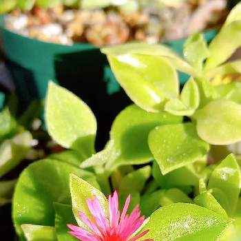 ベビーサンローズの花の画像 by su-jimichiさん | 多肉植物とガーデニングと沖縄と開花中とベビーサンローズ❤︎と小さな花とピンクのお花とベビーサンローズの花