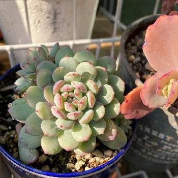 庭無しガーデニングの投稿画像一覧 Greensnap グリーンスナップ