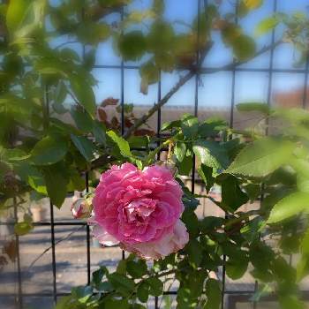 ツル薔薇の画像 by keychanさん | 八千代市と千葉県と京成バラ園とNov.13,2021とツル薔薇と微香