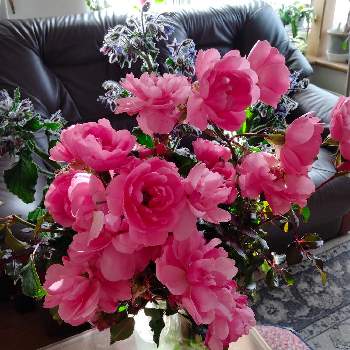 ボニカ'82の画像 by tottokoさん | 部屋とポリジとボニカ'82とにわの草花とばら バラ 薔薇とピンク！ピンク！ピンク！とピンクの花とピンクの花が好きと北海道からと花いろいろと花のある暮らし