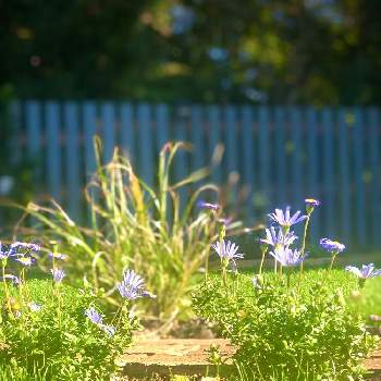 自分で作る庭の画像 by ハルさん | 銀ギツネとブルーデイジーとブルーデイジー❇︎と癒しとマイガーデンと青い花とおうち園芸と自分で作る庭とガーデニングと元気に育ててますよと青い花大好きと楽しい時間