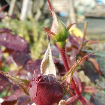 薔薇の蕾の投稿画像一覧 Greensnap グリーンスナップ