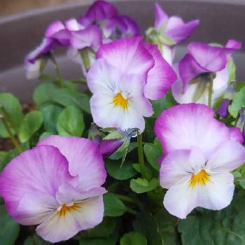 プレミアムビオラ ディージェイの投稿画像一覧 Greensnap グリーンスナップ