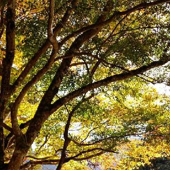秋の日の画像 by 真理さん | お出かけ先とカエデと丹波地方の古木・名木とカエデ属とカエデ科と秋の日と寺社仏閣と紅葉狩りと秋の風景と大きな木