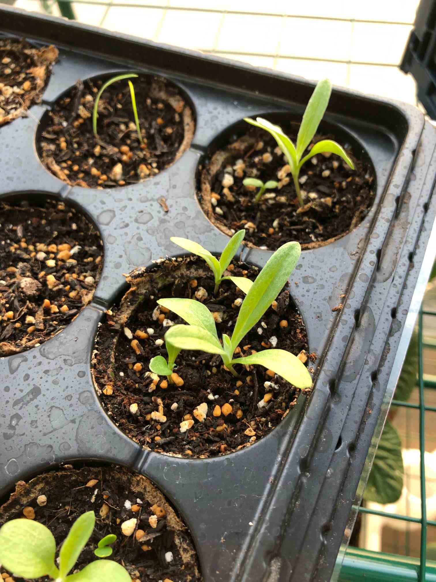 催芽蒔きを試してみました｜🍀GreenSnap（グリーンスナップ）