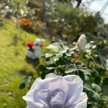 青薔薇の画像 by ラックスさん | 広い庭とブルーグラビティ薔薇と青薔薇と四季咲バラ