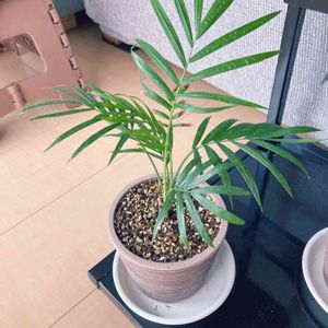 テーブルヤシ,観葉植物,100均観葉植物,元気に育ててますよ,窓辺の画像