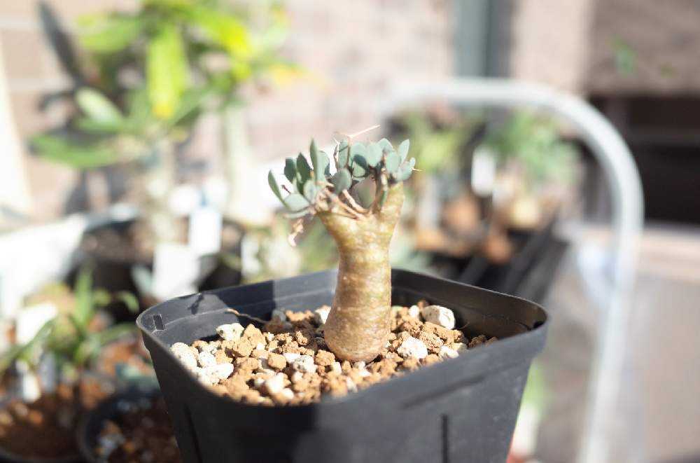 冬型塊根植物セット オトンナヘレー・ユーフォルビオイデス やすく