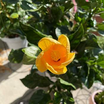 1日花の画像 by Verbena.さん | 小さな庭とハイビスカスとポカポカ陽気と黄色のお花とガーデニングと1日花と頑張ってるね♡と可愛いね♡