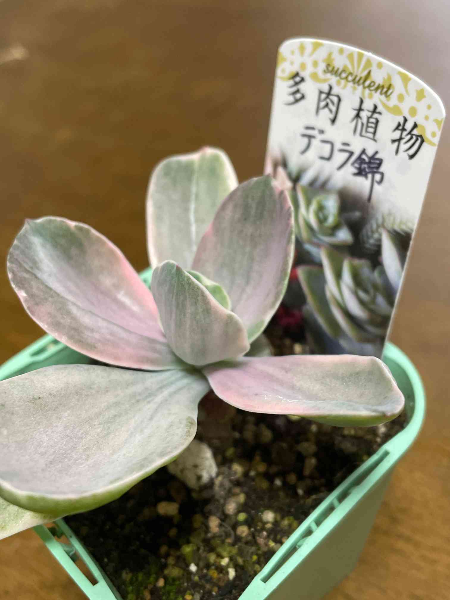 デコラ錦｜🍀GreenSnap（グリーンスナップ）