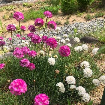 庭*の画像 by suzumamaさん | ♡今日お花♤と庭*とおうち園芸と アルメリアと花いろいろと花のある暮らし
