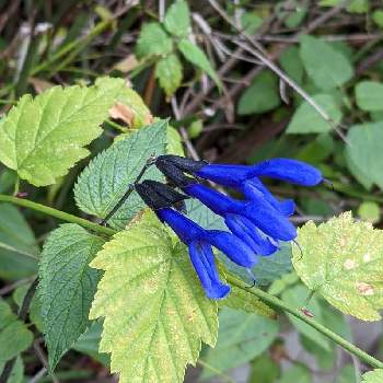 青色のお花の画像 by もぐjuhさん | お出かけ先とプランターと花色と葉っぱとお顔がこんにちはとGoogle Pixel5と青色のお花と花いろいろと君も花が好きなのかと元気に育ててますよ