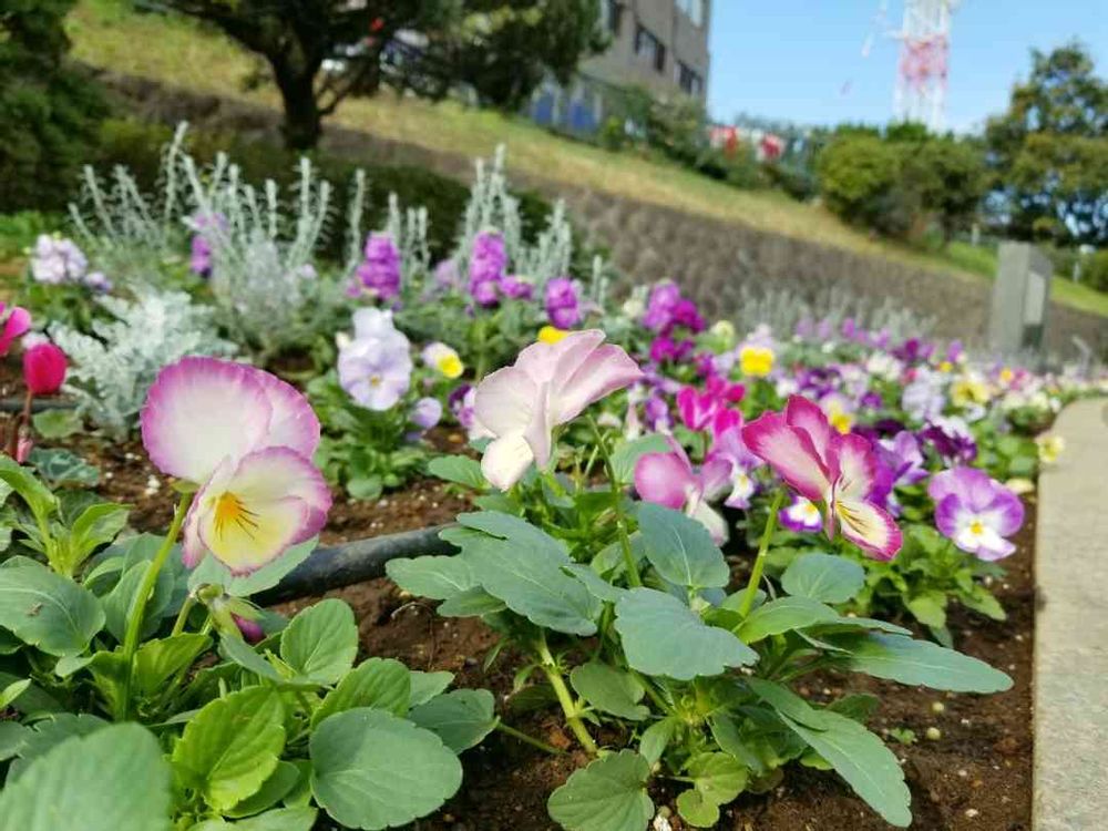 エリィさんの港の見える丘公園への投稿