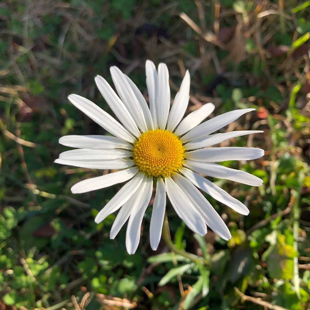 シャスターデージーの投稿画像 By こころさん 一目惚れと野生の花と植物大好きと風に揺れると大好きとナチュラルガーデンときれいと花のある暮らしとかわいいと白い花とパステルカラーと優しい色とニュアンスカラーと秋の花と咲いた とお出かけ先と一目惚れと野生の花と