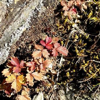 山の植物の画像 by ぽわんさん | お出かけ先と可愛いと山歩きと紅葉（こうよう）と山登りと高山植物類と山の植物