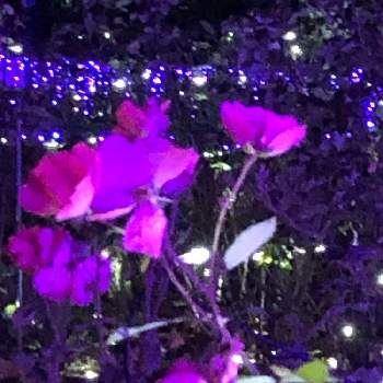 江の島サムエル・コッキング苑の画像 by ユッキーさん | お出かけ先と江の島サムエル・コッキング苑とばら バラ 薔薇