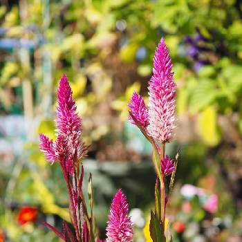 ケイトウ アジアンガーデンの投稿画像一覧 Greensnap グリーンスナップ