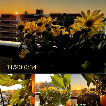お日様との画像 by レモン茶さん | バルコニー/ベランダとスプレーマムとお日様ととオレンジ色♪と日の出と幸福の黄色と朝焼け